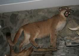 Joe's Mountain Lion from his 2008 Loco Mountain Outfitter's hunt with Roger Rupp