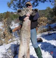 Rupp Mtn Lion from a 2009 Hunt