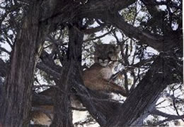 A treed mountain lion courtesy of Roger Rupp and Loco Mountain Outfitters