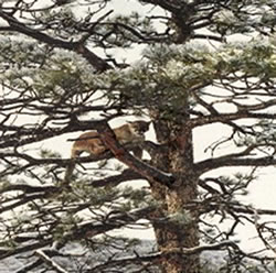 A Colorado mountain lion during one of the Loco Mountain Outfitters / Roger Rupp hunts.